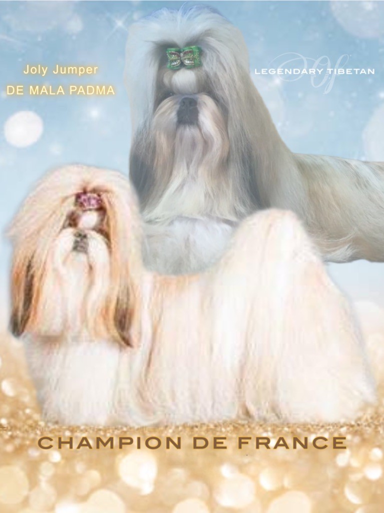 CH. Joly jumper de Mala Padma