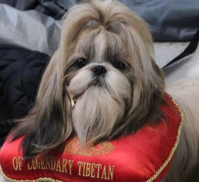 « Dayana » Ucella  Of Legendary Tibetan