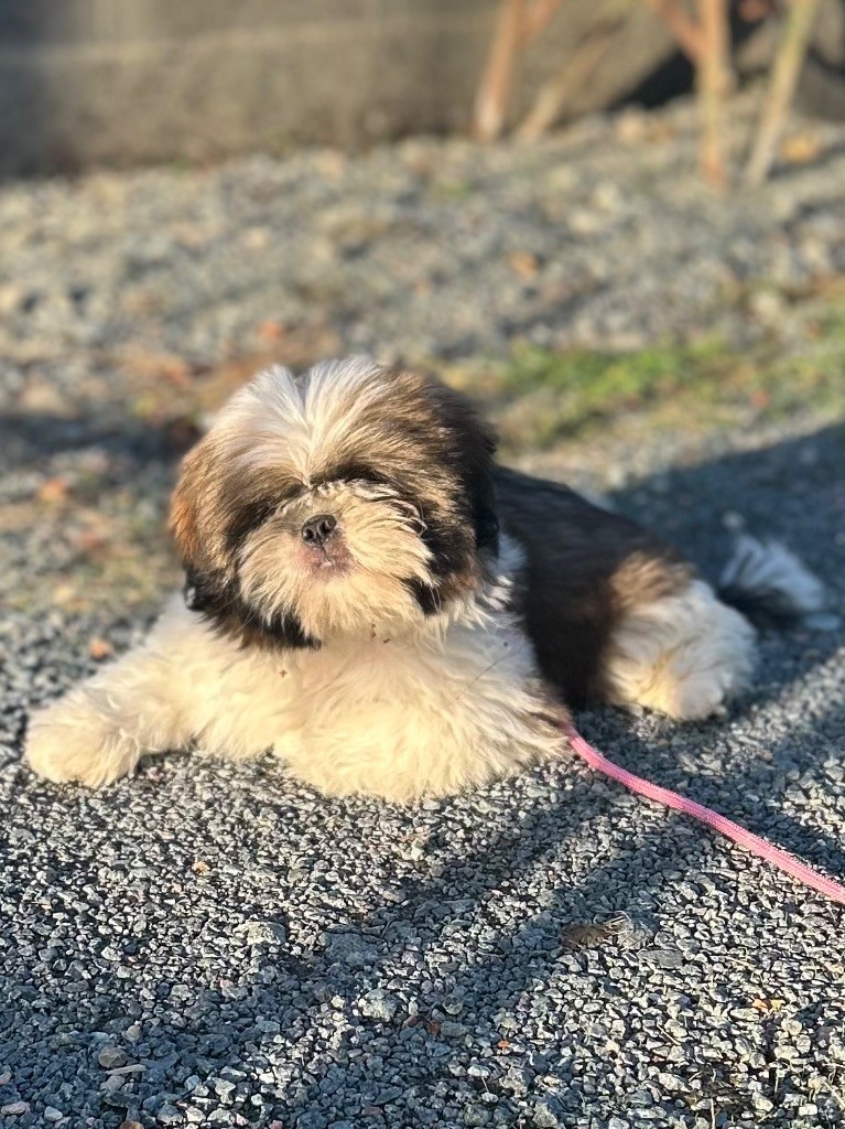 « paillette » angel Of Legendary Tibetan