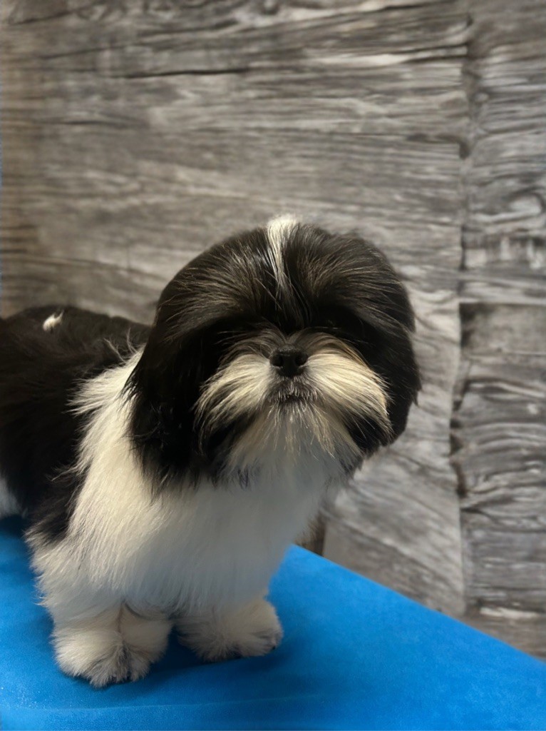 « mozart » amadeus Of Legendary Tibetan