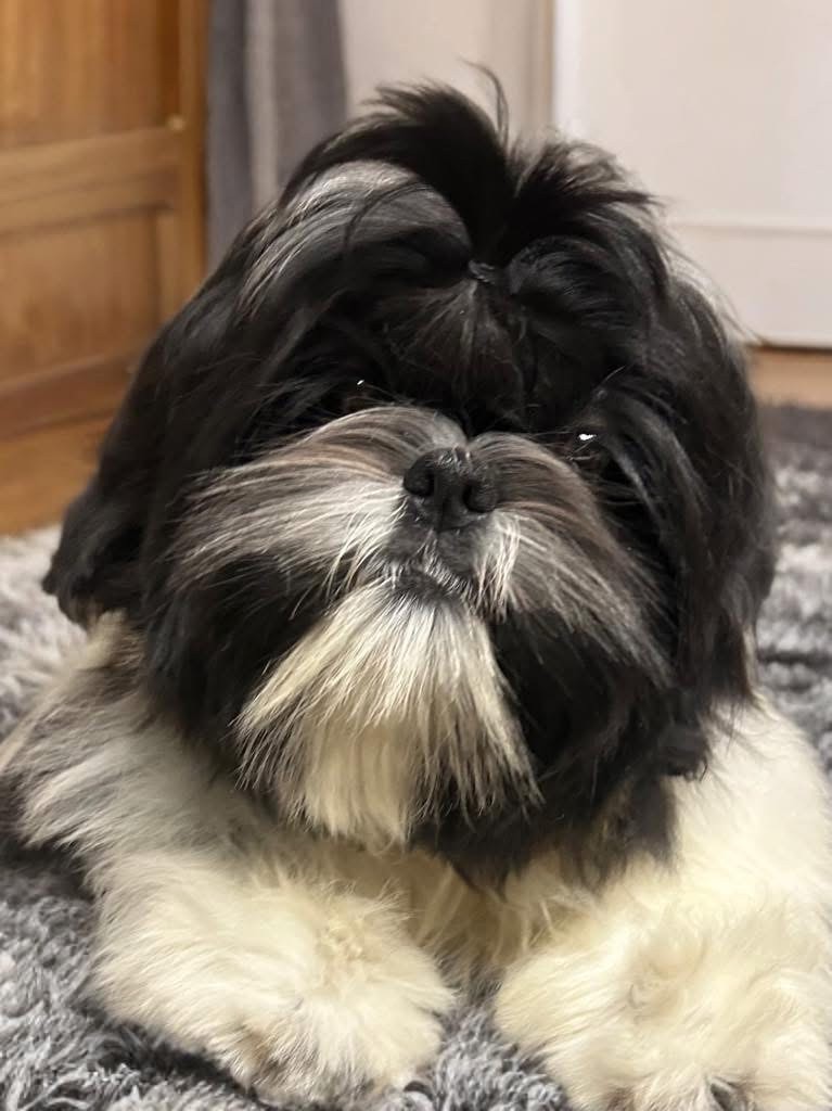 Of Legendary Tibetan - ADÈS DISPONIBLE VOIR RUBRIQUE CHIOT DISPONIBLE 