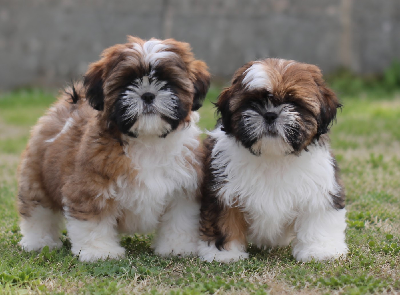 CHIOTS DISPONIBLES