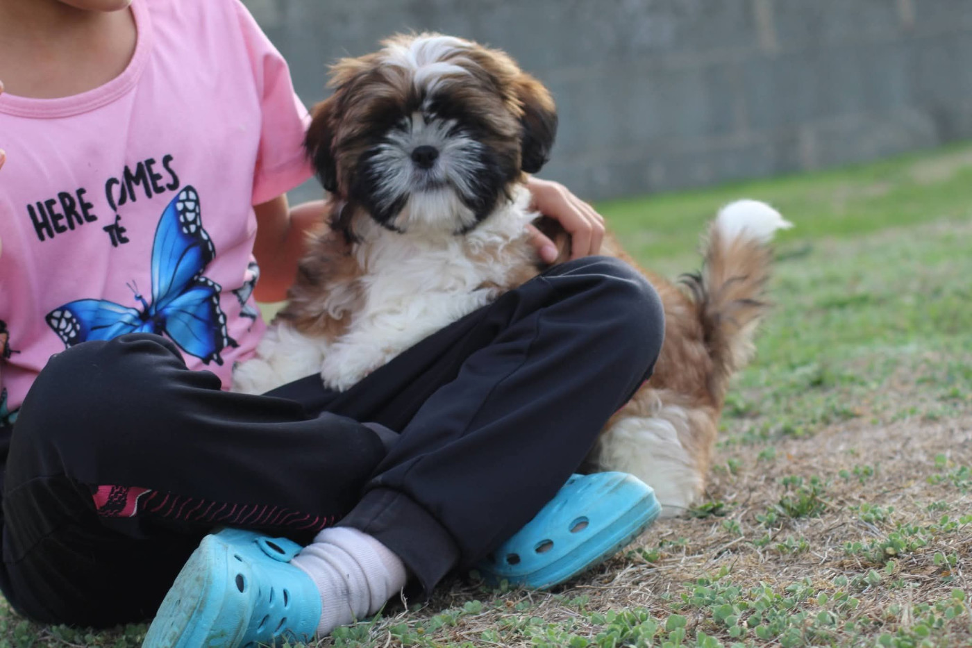 CHIOT DISPONIBLE