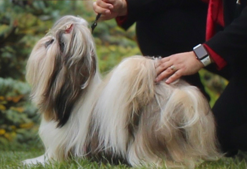 3 TITRES DE CHAMPION JEUNE POUR V?QUEEN OF LEGENDARY TIBETAN 