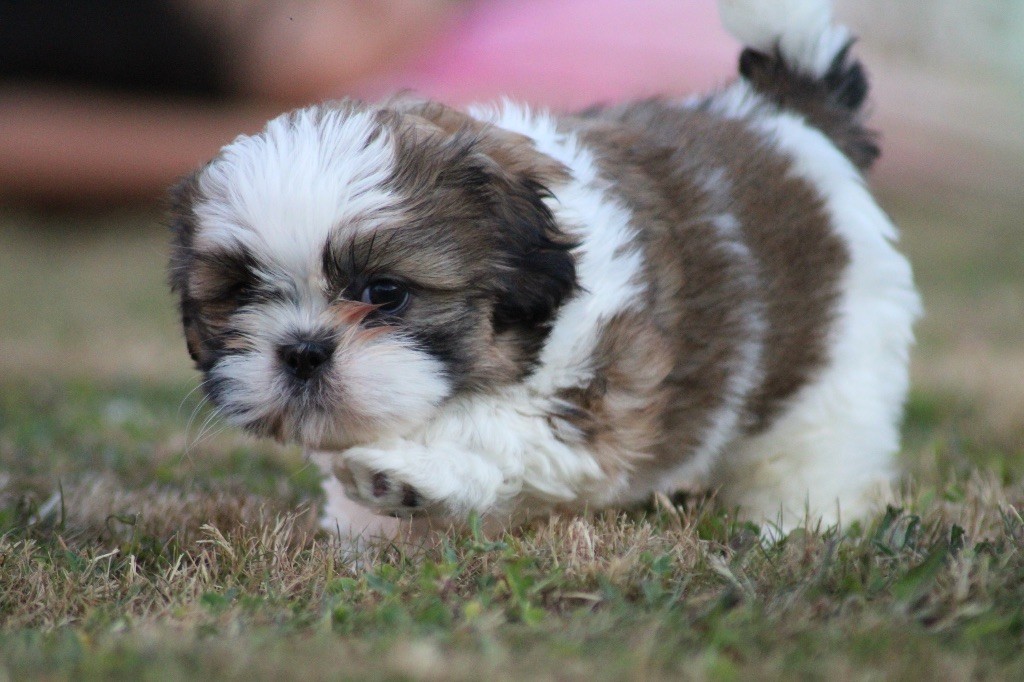 Of Legendary Tibetan - Chiots disponibles - Shih Tzu
