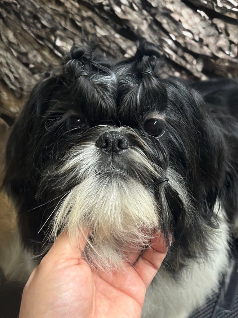 Of Legendary Tibetan - Chiots disponibles - Shih Tzu