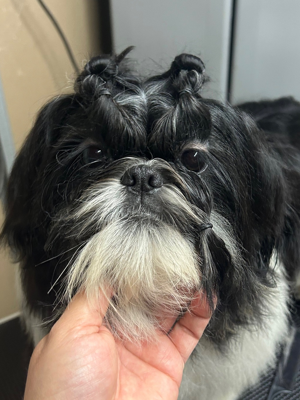 Of Legendary Tibetan - Chiots disponibles - Shih Tzu