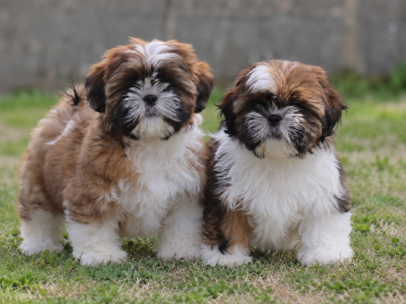 Chiot Shih Tzu Of Legendary Tibetan