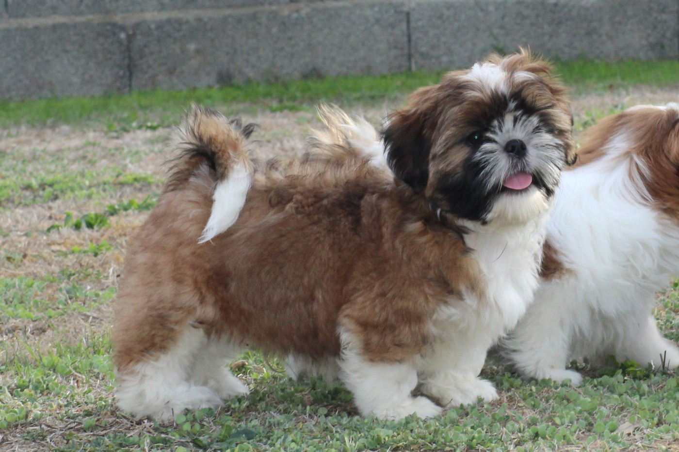 Of Legendary Tibetan - Chiots disponibles - Shih Tzu