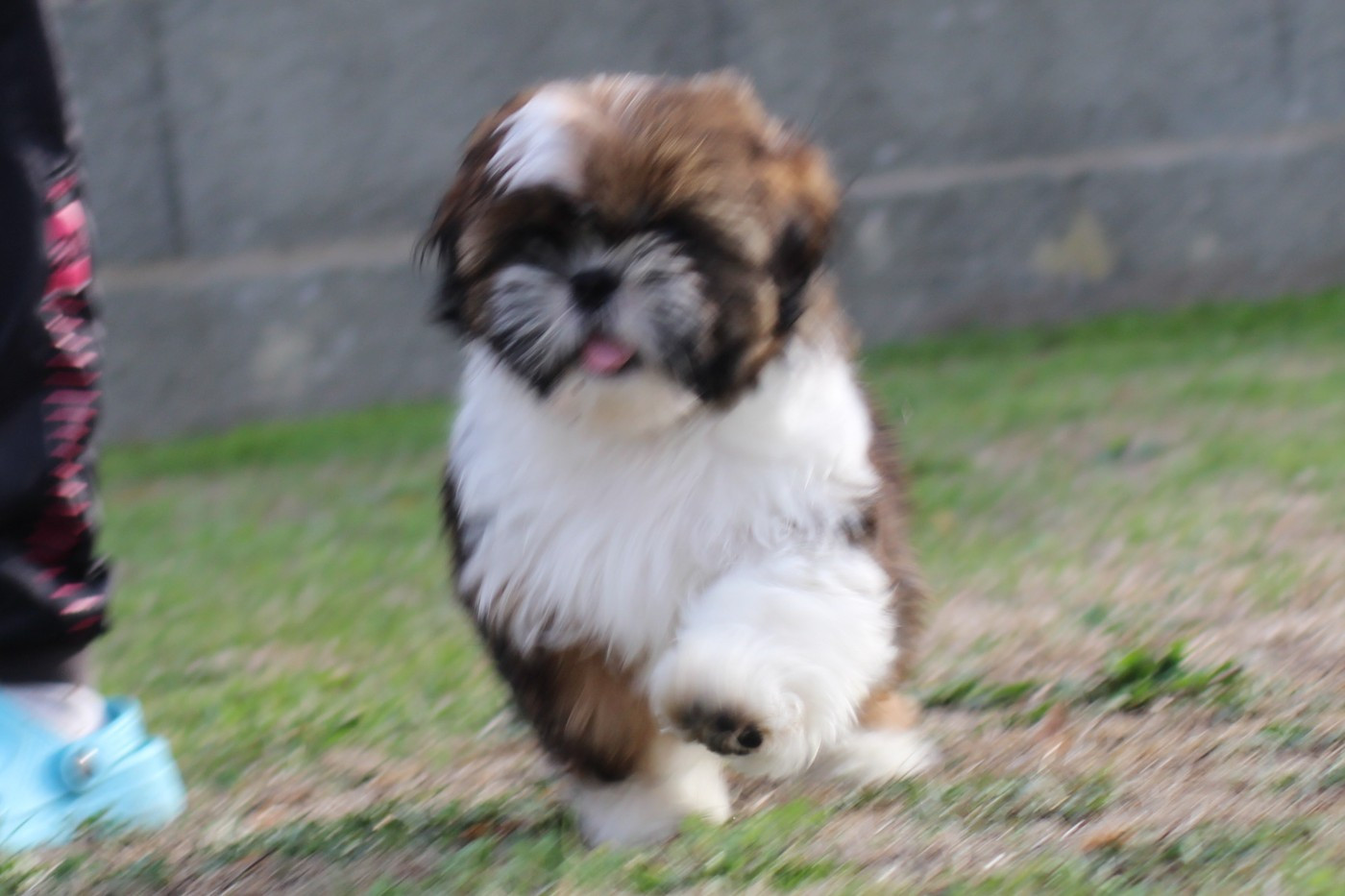 Of Legendary Tibetan - Chiots disponibles - Shih Tzu