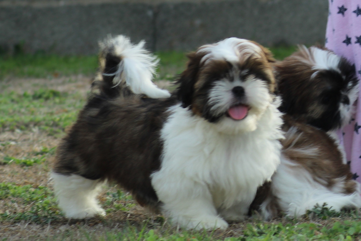 Of Legendary Tibetan - Chiots disponibles - Shih Tzu