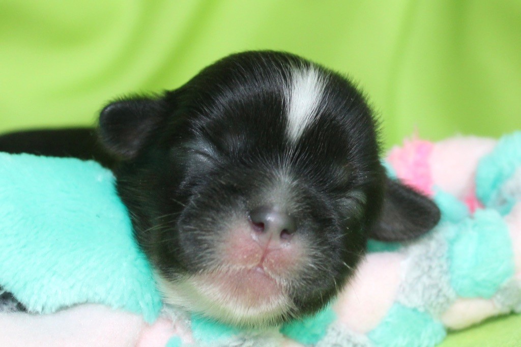 Of Legendary Tibetan - Chiots disponibles - Shih Tzu