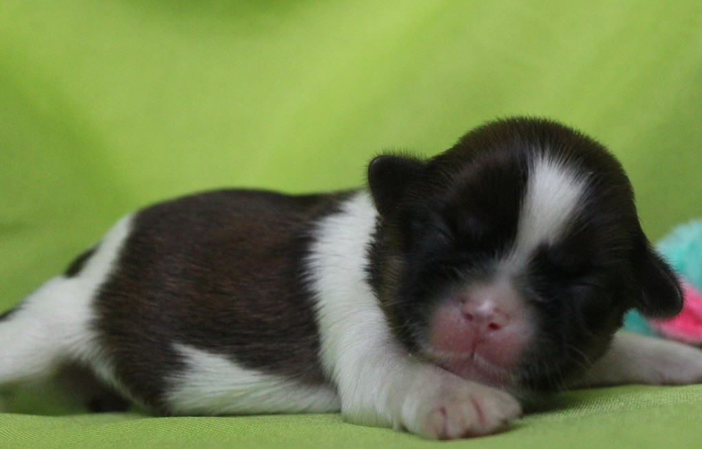 Of Legendary Tibetan - Chiots disponibles - Shih Tzu