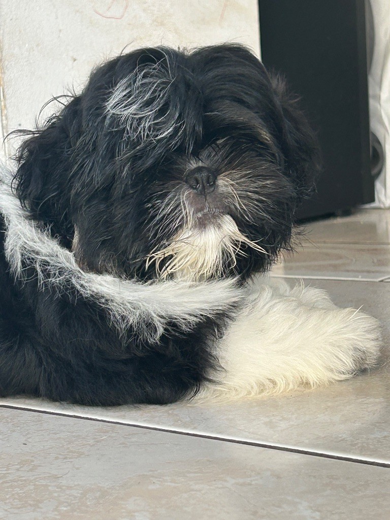 Of Legendary Tibetan - Chiots disponibles - Shih Tzu