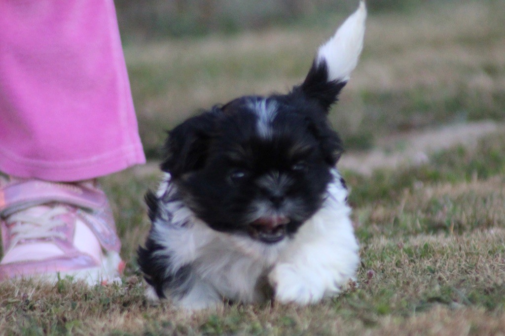 Of Legendary Tibetan - Chiots disponibles - Shih Tzu