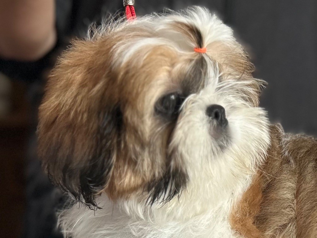 Of Legendary Tibetan - Chiots disponibles - Shih Tzu
