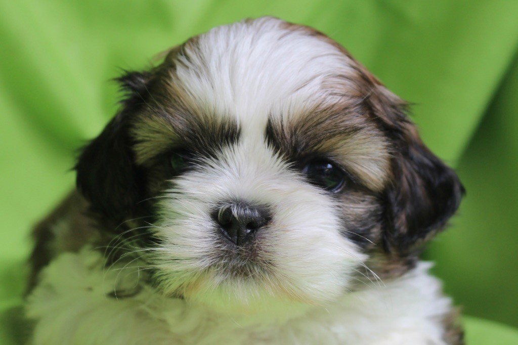 Of Legendary Tibetan - Chiots disponibles - Shih Tzu