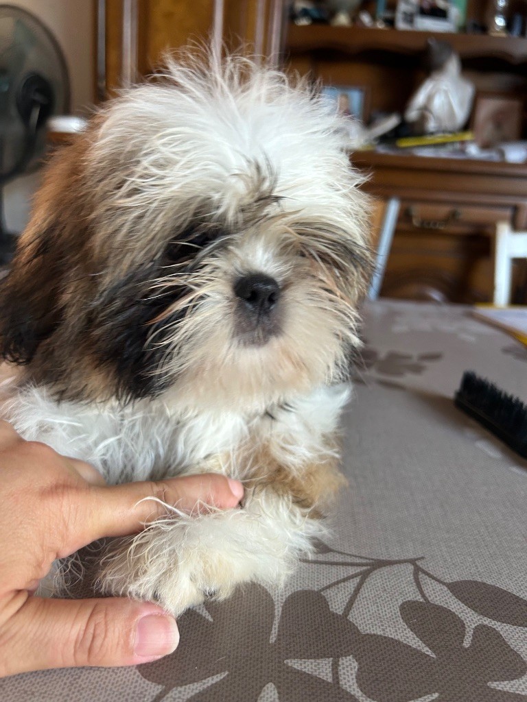 Of Legendary Tibetan - Chiots disponibles - Shih Tzu