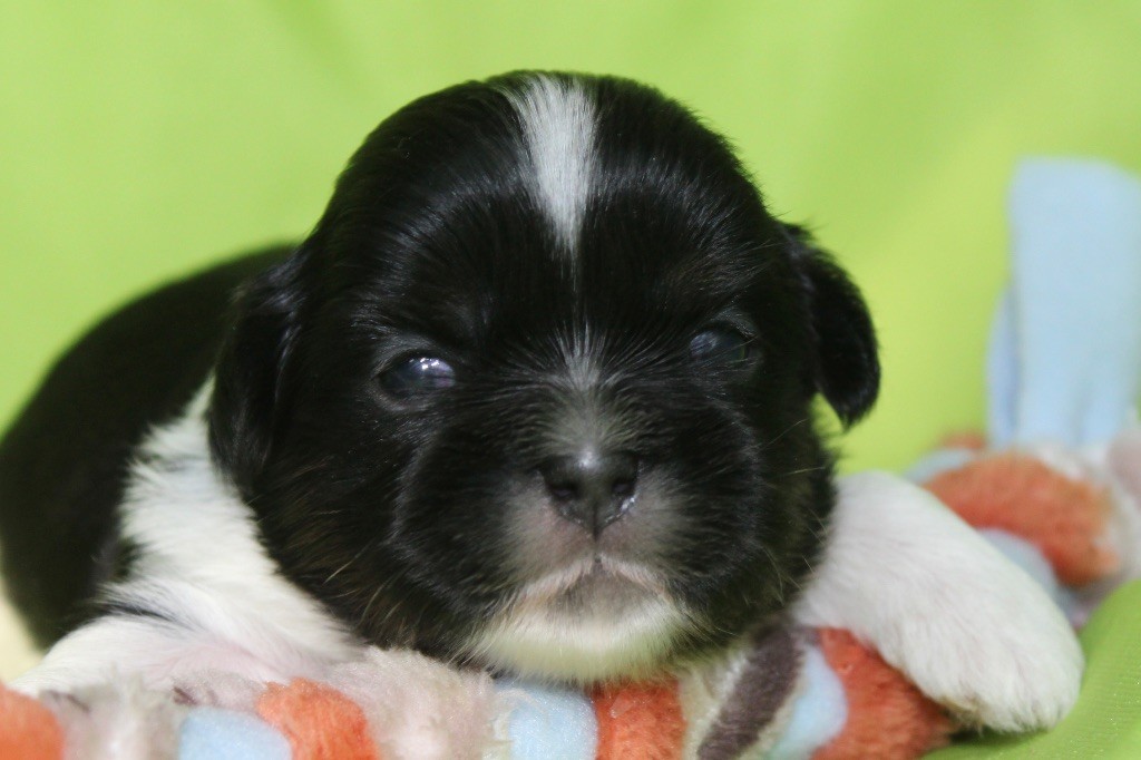 Of Legendary Tibetan - Chiots disponibles - Shih Tzu
