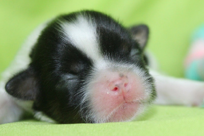 Alvin
