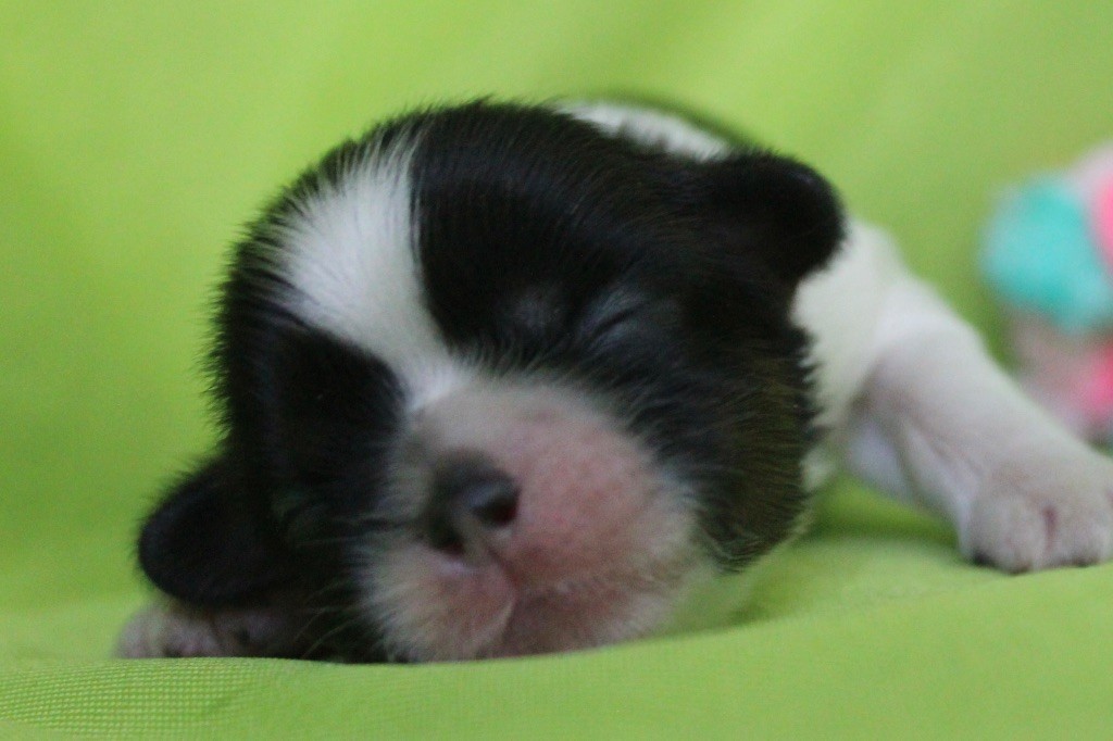 Of Legendary Tibetan - Chiots disponibles - Shih Tzu