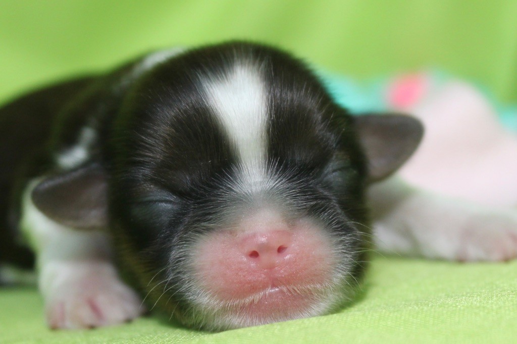 Of Legendary Tibetan - Chiots disponibles - Shih Tzu