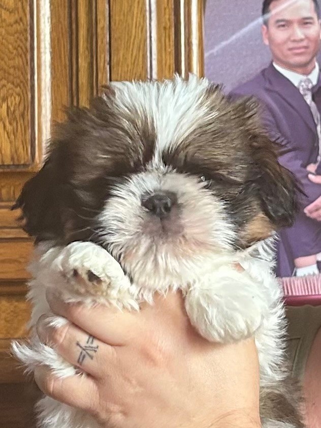 Of Legendary Tibetan - Chiots disponibles - Shih Tzu
