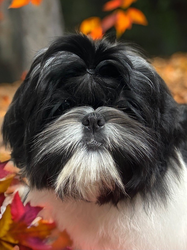 Of Legendary Tibetan - Chiots disponibles - Shih Tzu