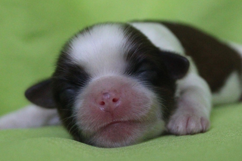 Of Legendary Tibetan - Chiots disponibles - Shih Tzu